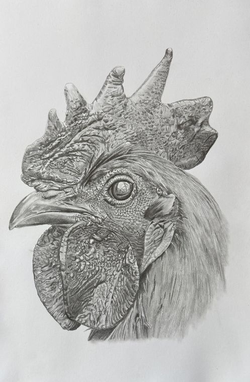 Coq au crayon, Animal au crayon