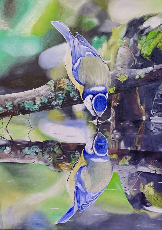 Mésange bleue, Animal